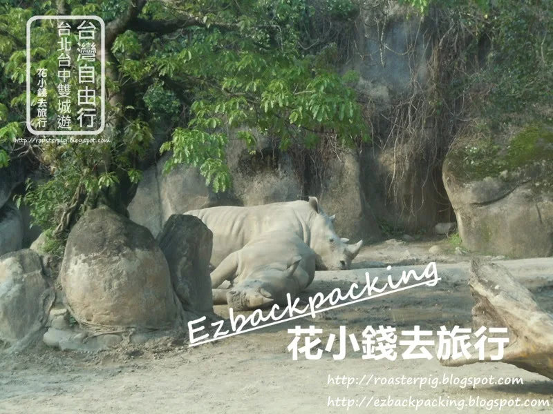 台北動物園必看10種動物：犀牛