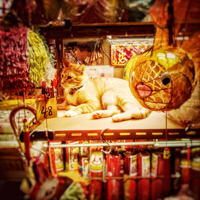 Mid Autumn Festival, Lanterns, Cat,  中秋節, 燈籠, 貓