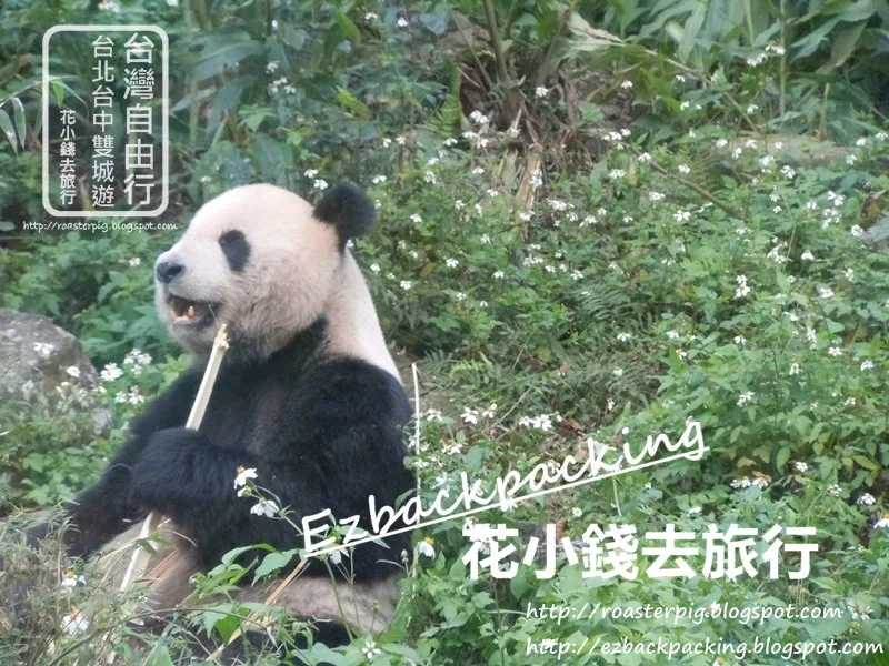 台北動物園熊貓