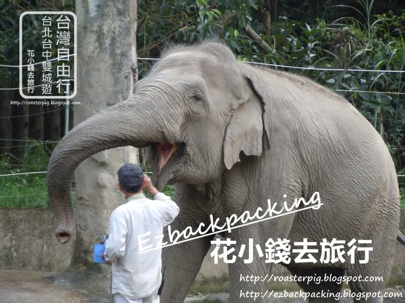 台北動物園必看10種動物：大象