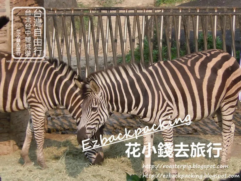 台北動物園必看10種動物：斑馬