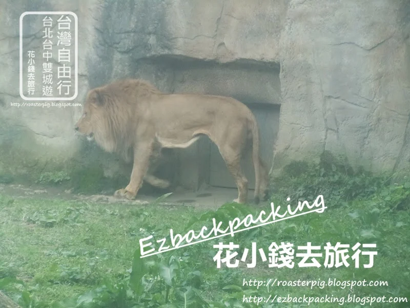 台北動物園獅子