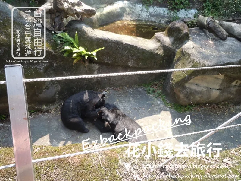 台北動物園必看10種動物：台灣黑熊