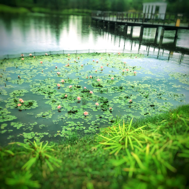 lotus pond, lotus, lotus flower, hong kong, wetlands, lotus bloom, lotus blossoms, pond, 蓮花池