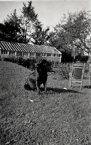 Putnam Family Black Lab, around 1937