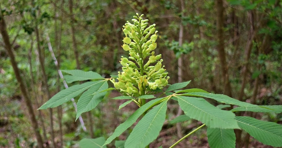 Waterfall Hero Hikes Hollow Rock Nature Park