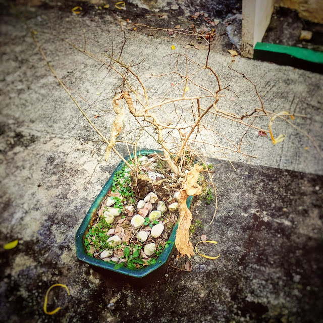 bonsai, pot, hong kong, plant, winter, abandoned