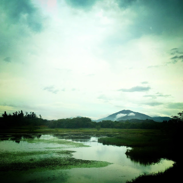 Nature, hong kong, wetlands