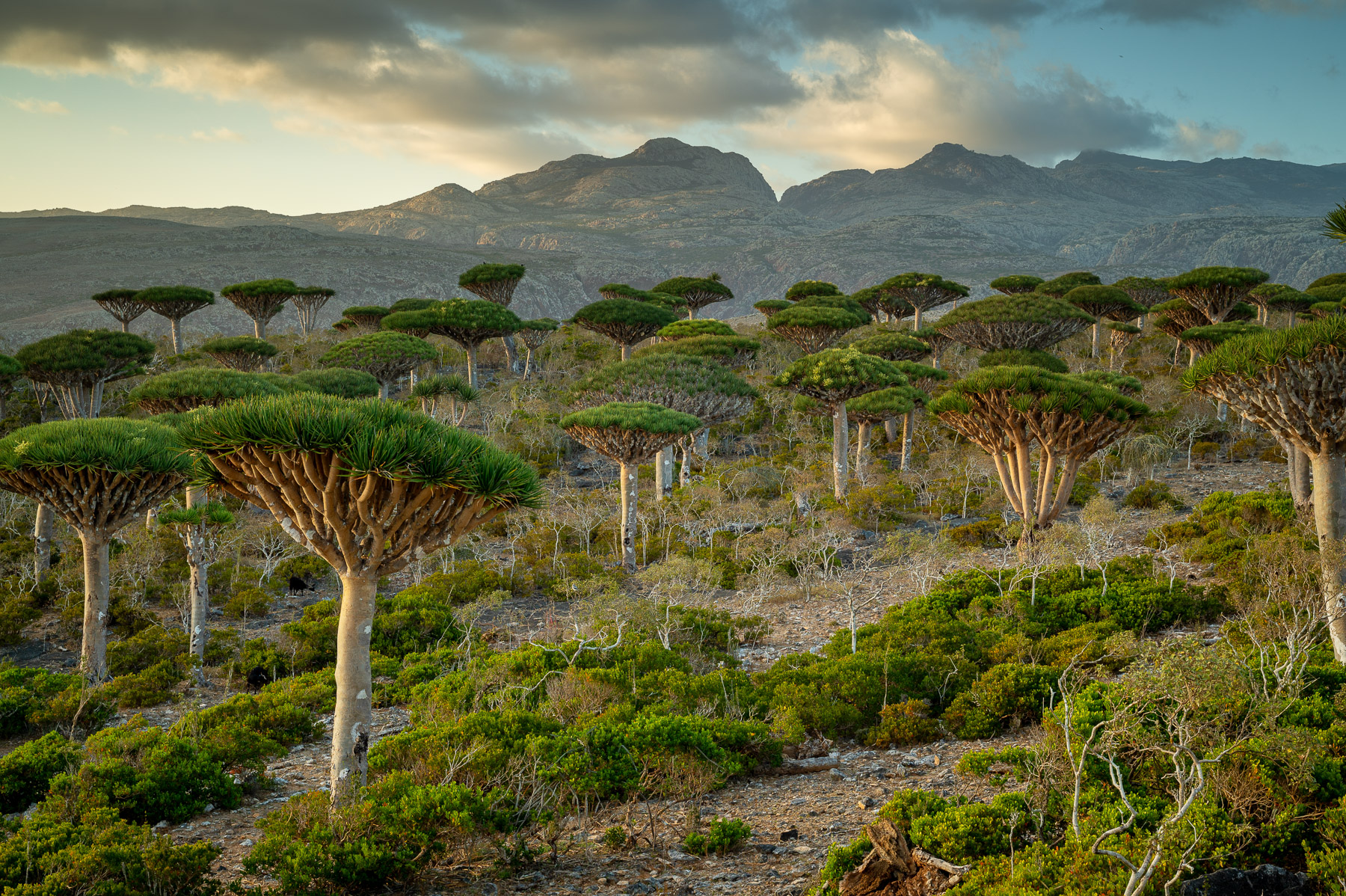 Socotra - marzec 2024 - Płaskowyż Homhil i las drzew smoczej krwi - region Dixam