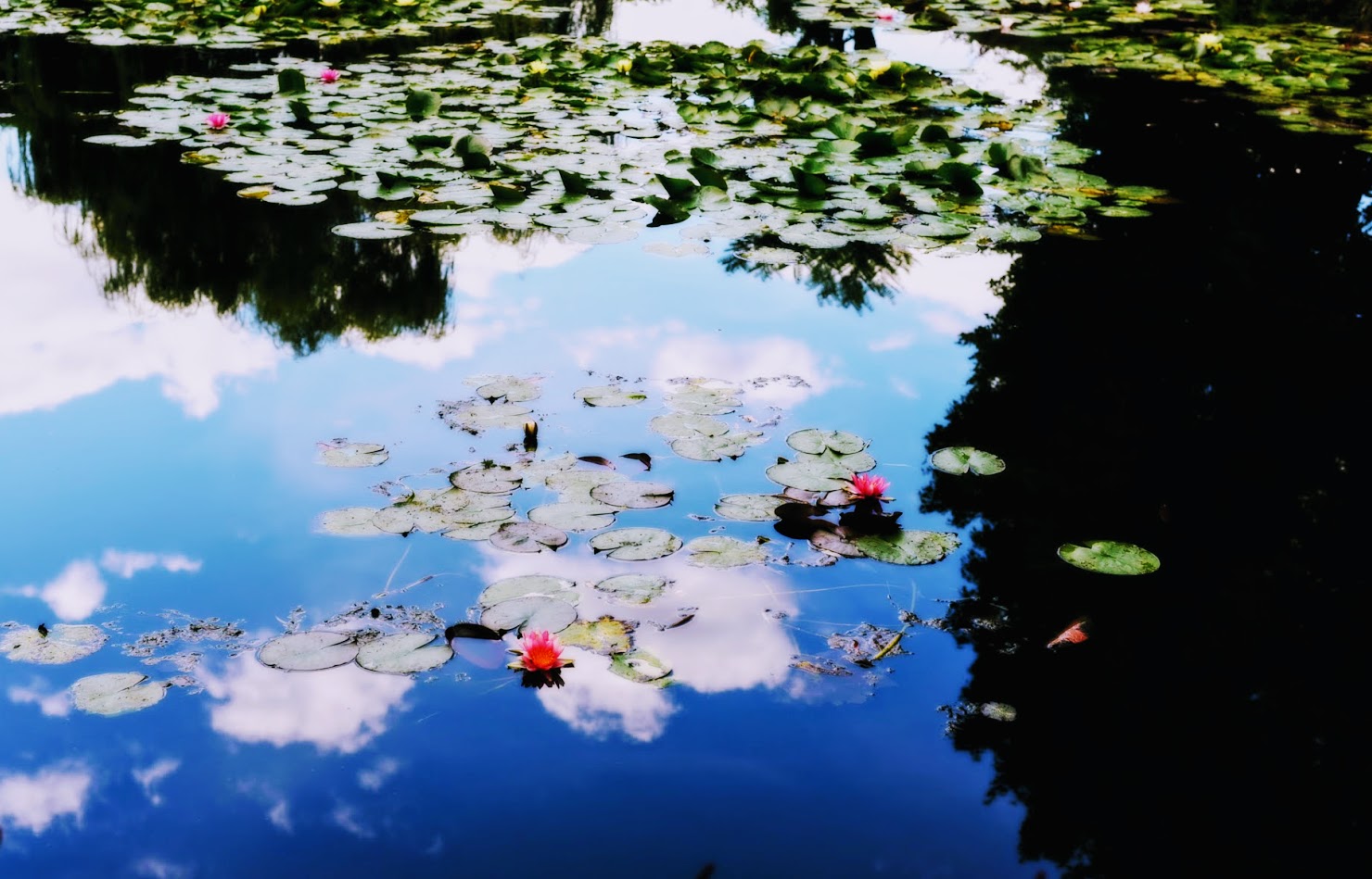 Make Giverny Great Again