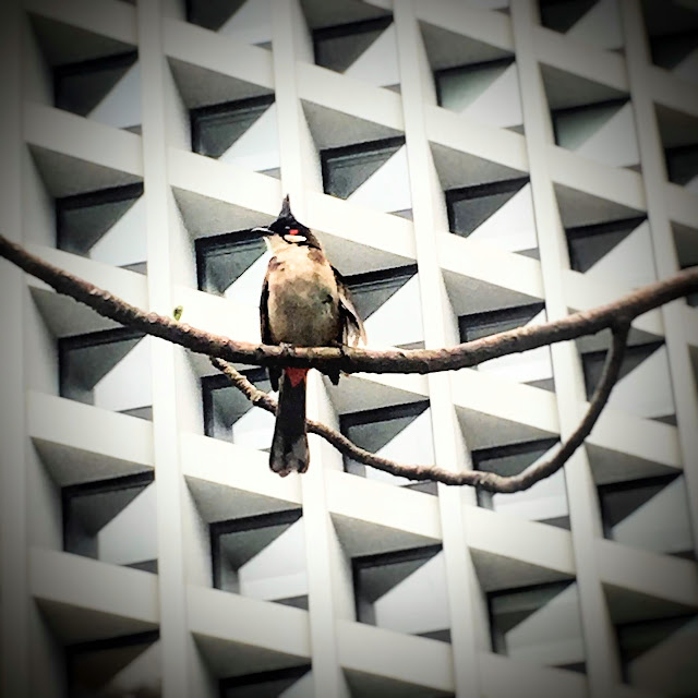 hong kong, bird, crested bulbul, murray house, central, 紅耳鵯, 香港, 雀鳥