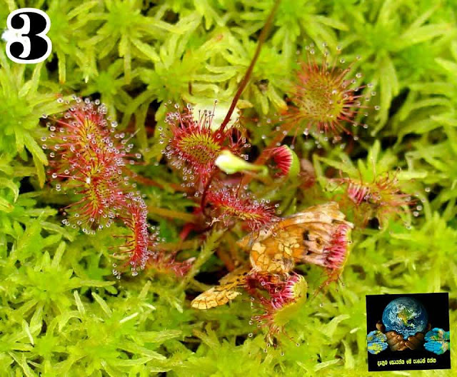 මාංශ භක්ෂක ශාක (Carnivorous Plants) - Your Choice Way