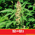 කංසා (Cansa - Cannabis Sativa)