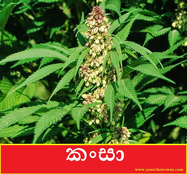 කංසා (Cansa - Cannabis Sativa) - Your Choice Way