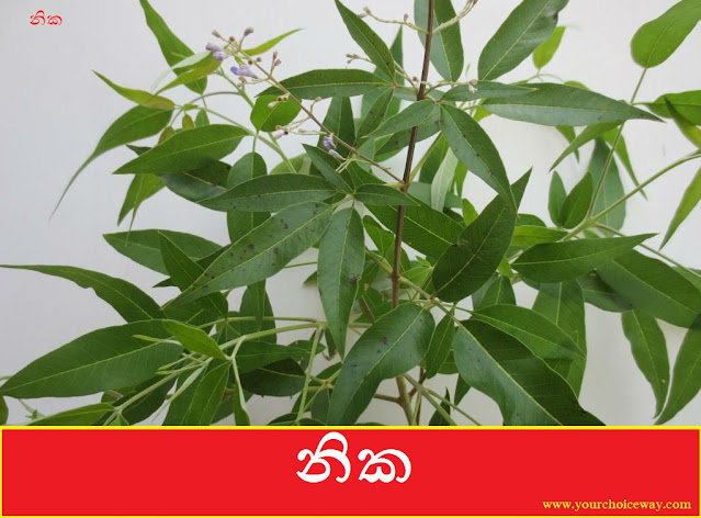 නික [Nika] (Vitex Negundo) - Your Choice Way