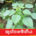 කුප්පමේනිය (Kuppameniya - Acalypha Indica)