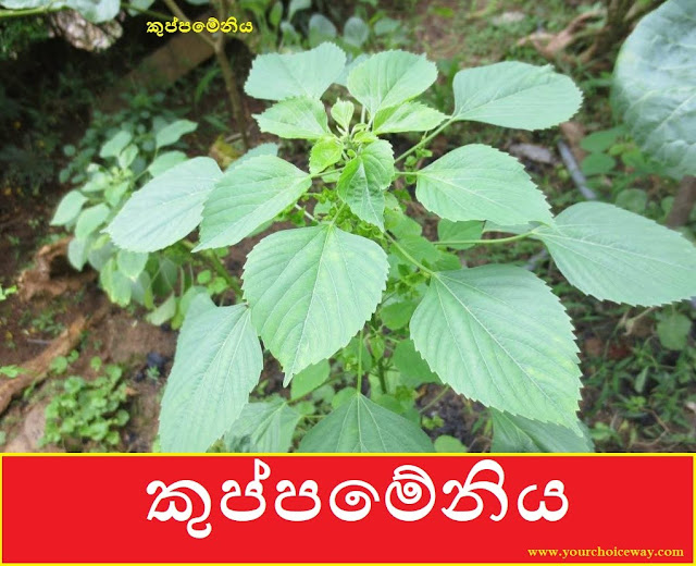 කුප්පමේනිය (Kuppameniya - Acalypha Indica) - Your Choice Way