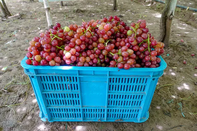 red cardinal grapes la union