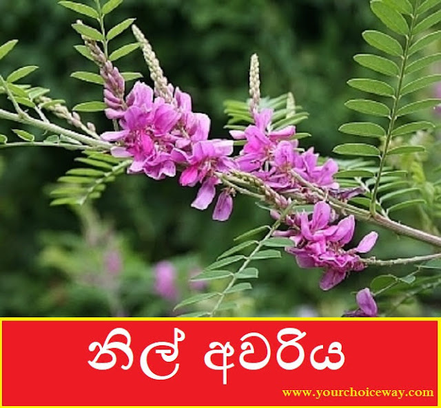 නිල් අවරිය (Nil Awariya - Indigofera Tinctoria) - Your Choice Way