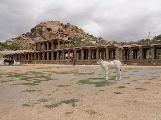 A cow happily standing in the royal bazar at hampi