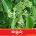 කපුරු (Kapuru - Cinnamomum Camphora)