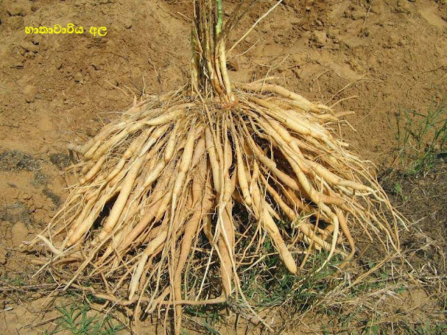 හාතවාරිය (Hatawariya - Asparagus Racemosus) - Your Choice Way