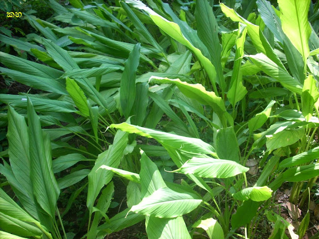 කහ (Kaha - Curcuma Longa) - Your CHoice Way