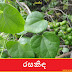 රසකිඳ [Rasakida] (Tinospora Cordifolia)