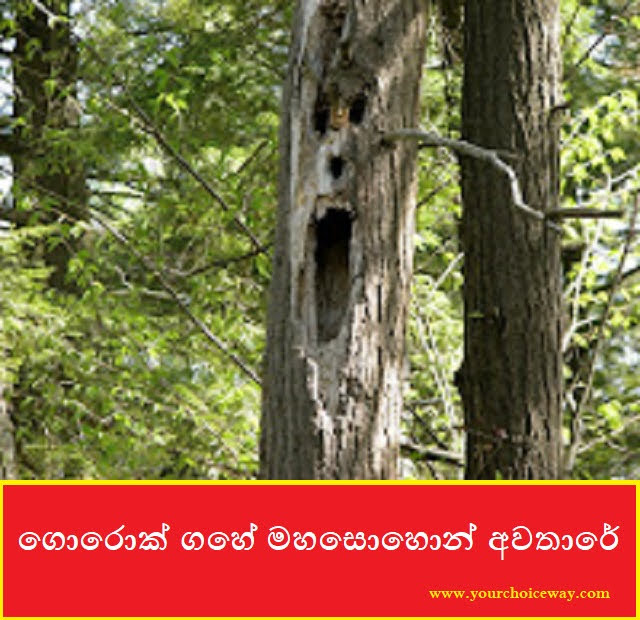 ගොරොක් ගහේ මහසොහොන් අවතාරේ (Gorok Tree) - Your Choice Way