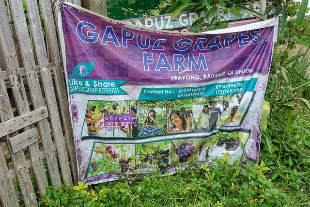 gapuz grapes farm