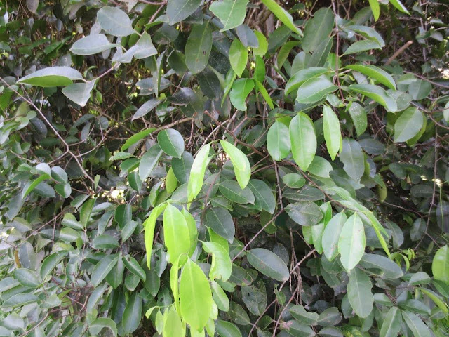 කොතලහිඹුටු (Kotalahibutu - Salacia reticulata) - Your Choice Way