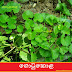 ගොටුකොළ (Gotukola - Centella Asiatica)