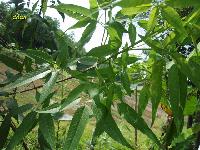 නික [Nika] (Vitex Negundo) - Your Choice Way